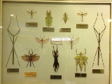 上海昆虫博物館